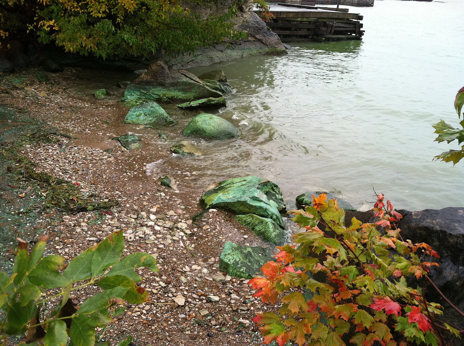 Bright green blue-green algae (cyanobacteria) scum forming a bloom across the surface of a lake