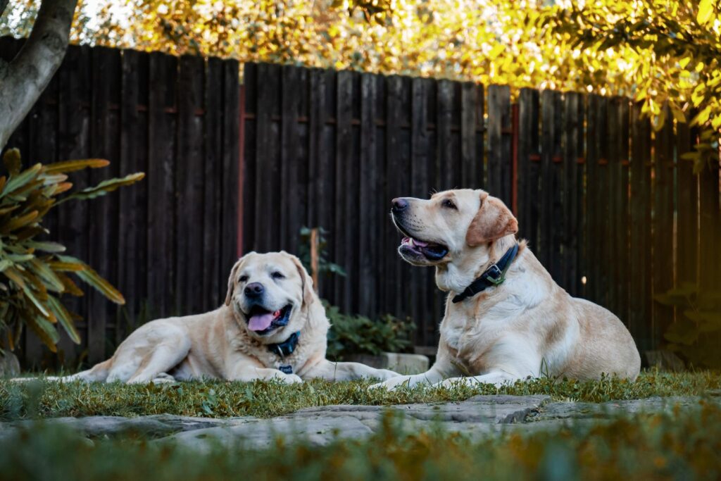 Two dogs relaxing on the grass in a sunny Australian backyard where cane toads may hide