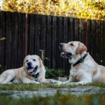 Two dogs relaxing on the grass in a sunny Australian backyard where cane toads may hide