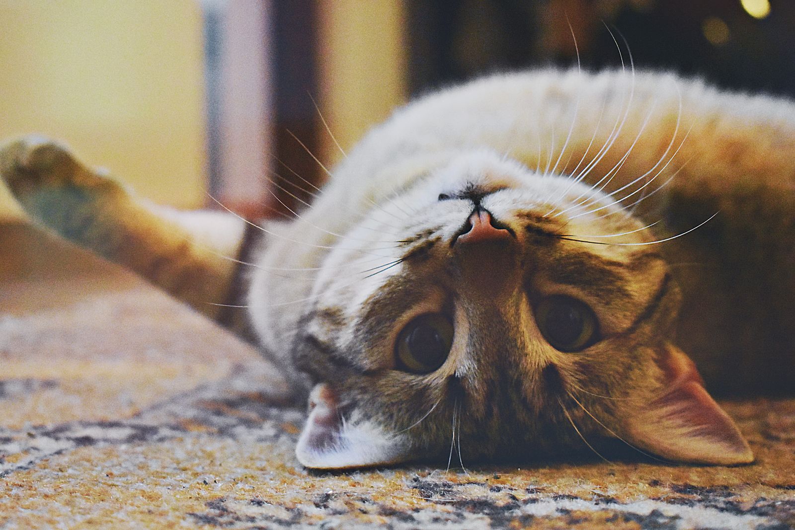 Relaxed tabby cat lying comfortably on a rug indoors