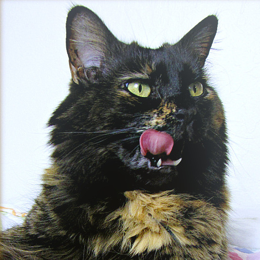 Cat self-grooming its coat, a behaviour that increases during the spring shedding season