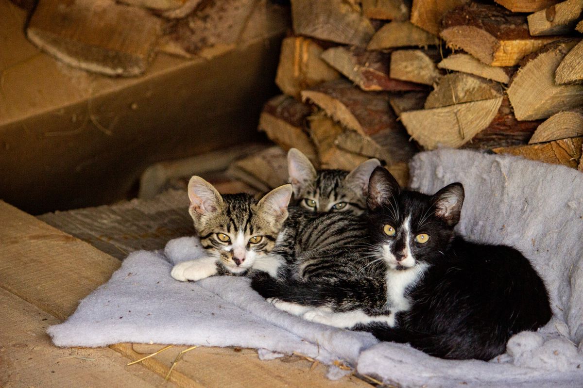 Three young kittens huddled together, showing why desexing cats before spring helps prevent unwanted litters