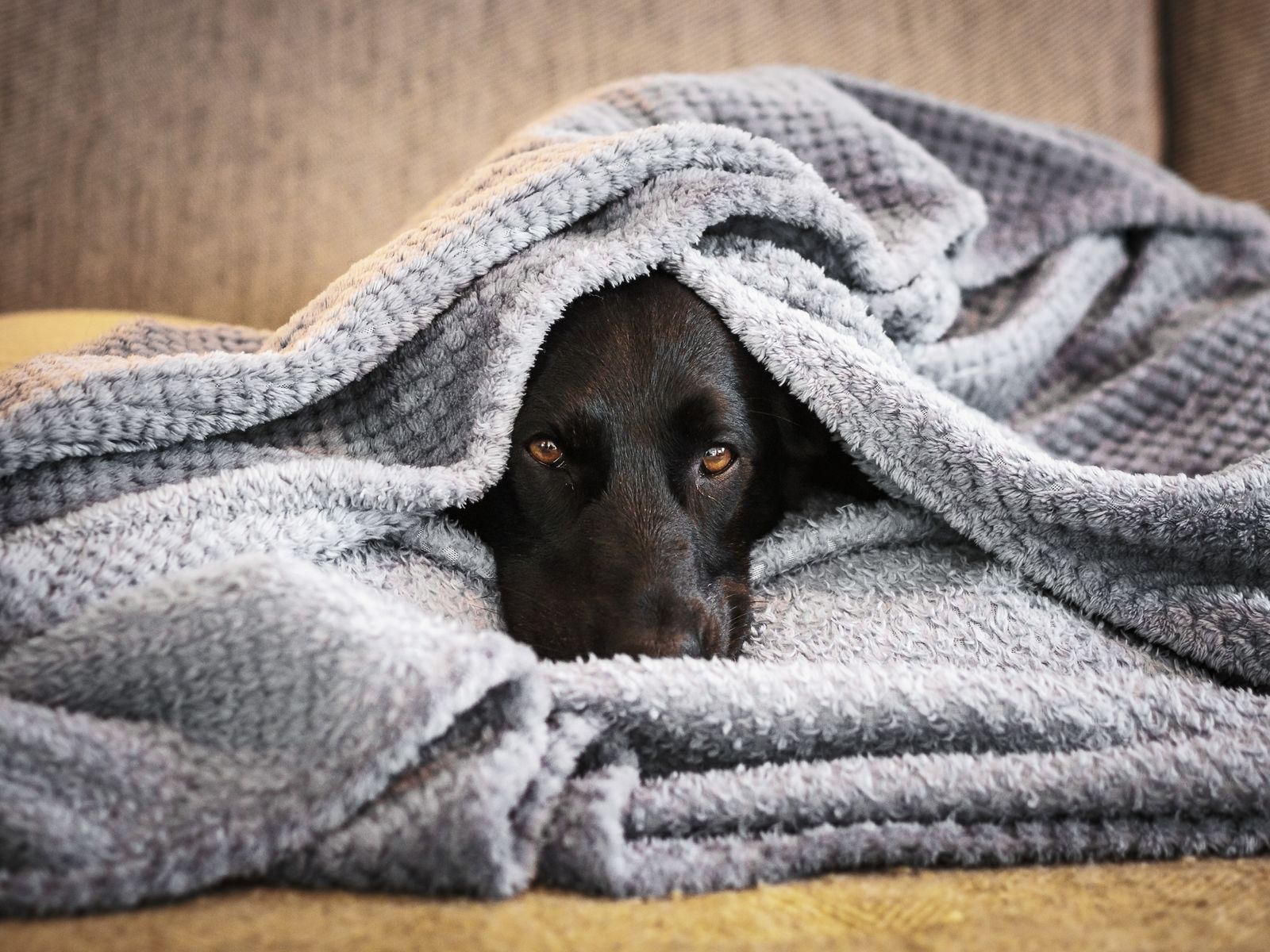 Calm dog wrapped in a soft blanket in a cosy indoor safe space