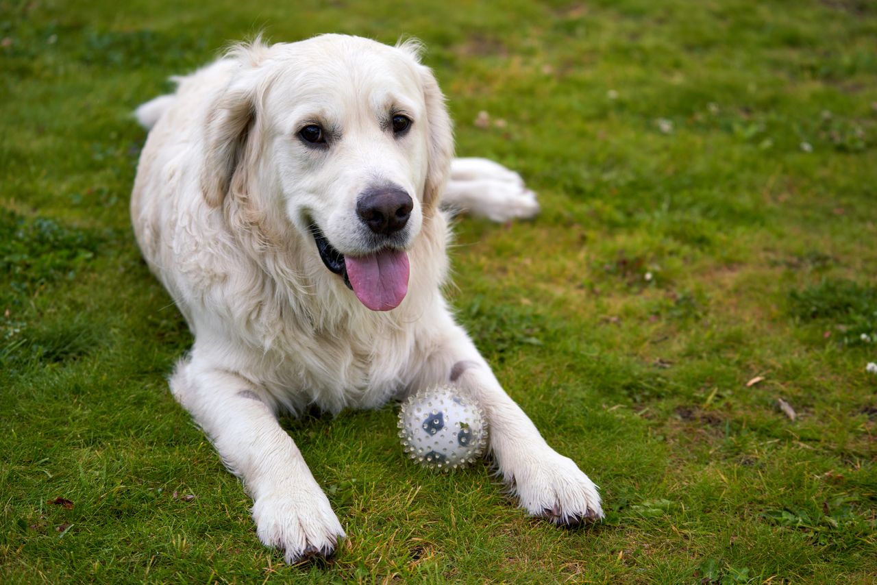 Dog sitting outdoors in green spring grass in Australia