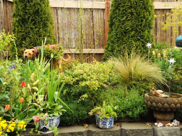 A dog exploring a garden bed in an Australian spring backyard