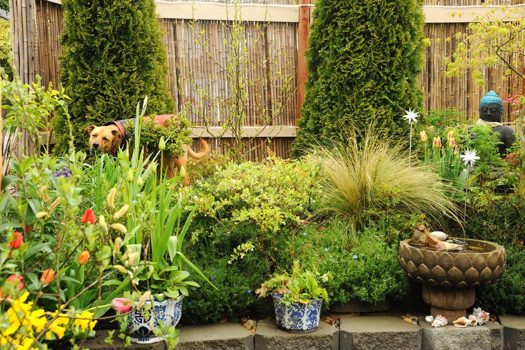 A dog exploring a garden bed in an Australian spring backyard