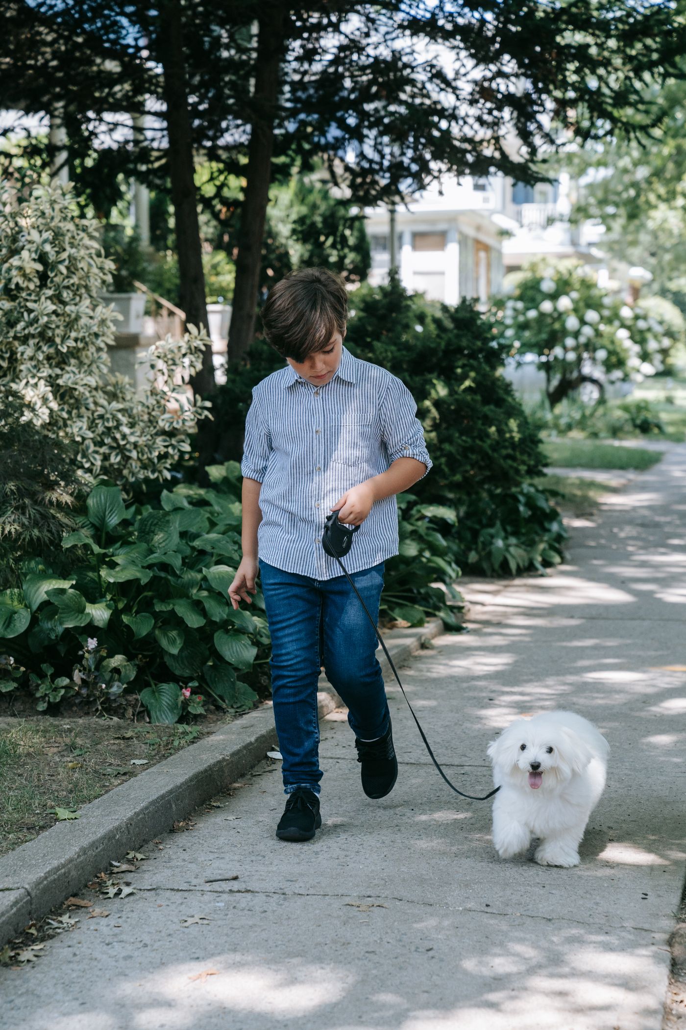 Owner walking a dog on a short lead along a bush track to reduce snake encounters in spring