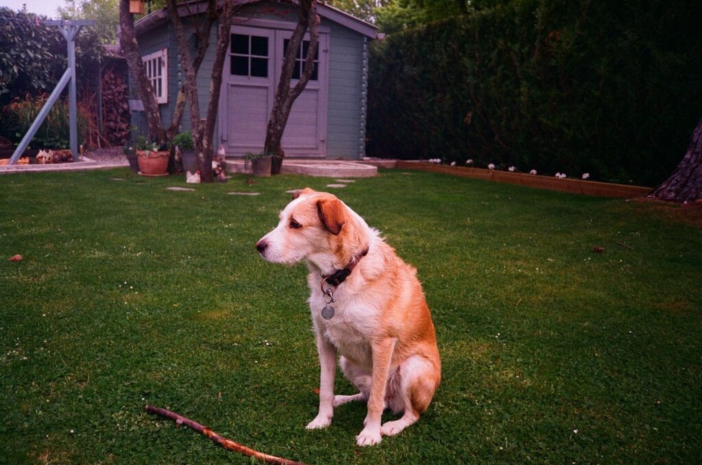 Golden retriever sitting in long backyard grass at the start of Australian snake season