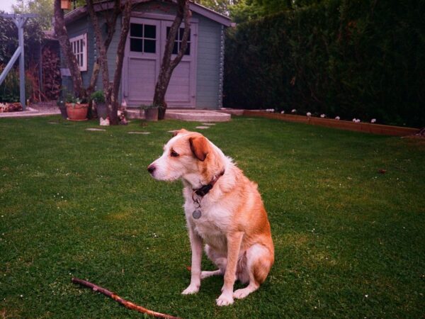 Golden retriever sitting in long backyard grass at the start of Australian snake season