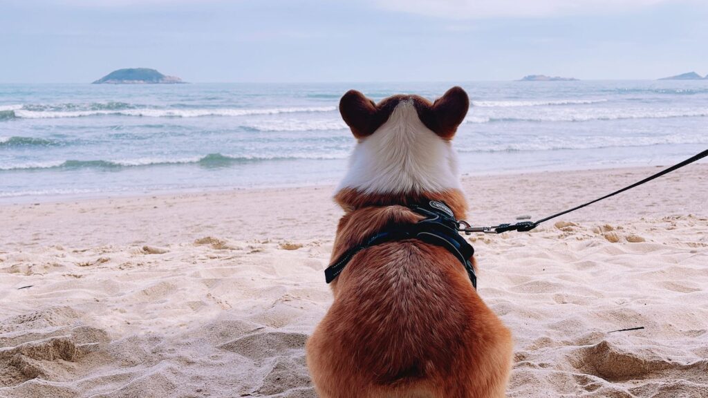 Dog walking on a lead along an Australian beach near shorebirds