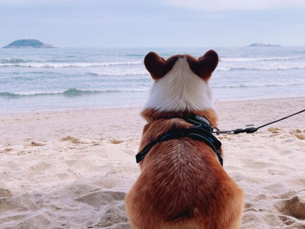 Dog walking on a lead along an Australian beach near shorebirds