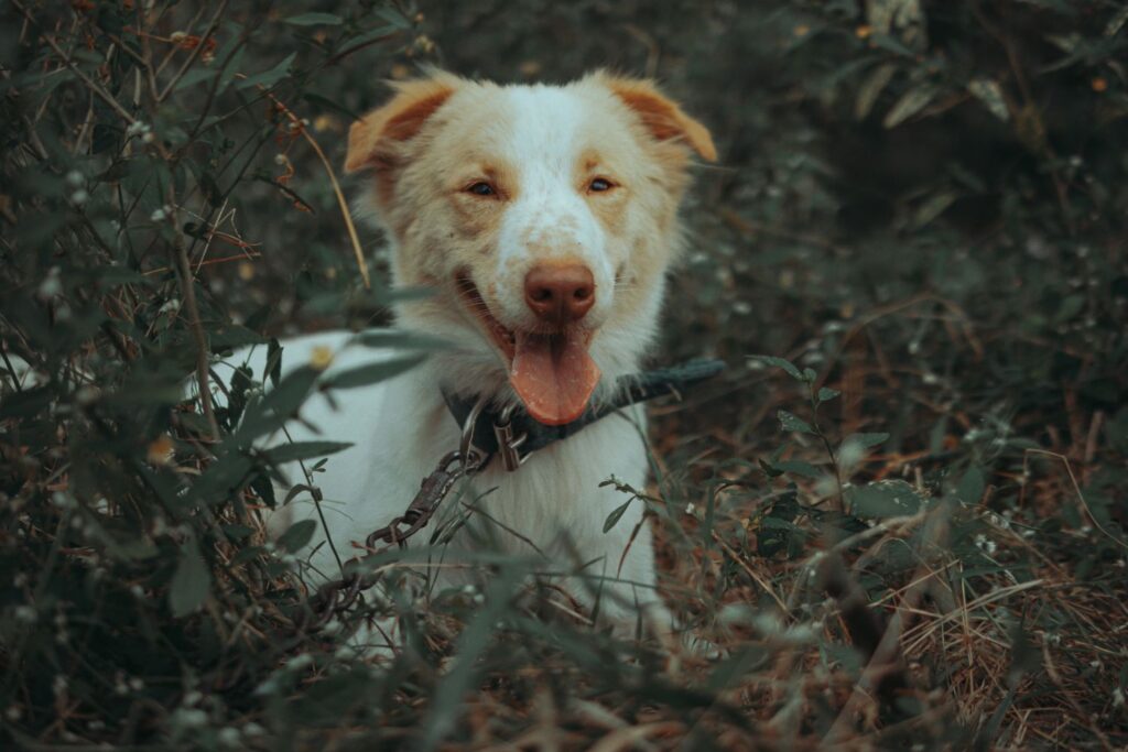 Happy dog resting in long grass and bushland on a spring day in Australia