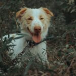 Happy dog resting in long grass and bushland on a spring day in Australia