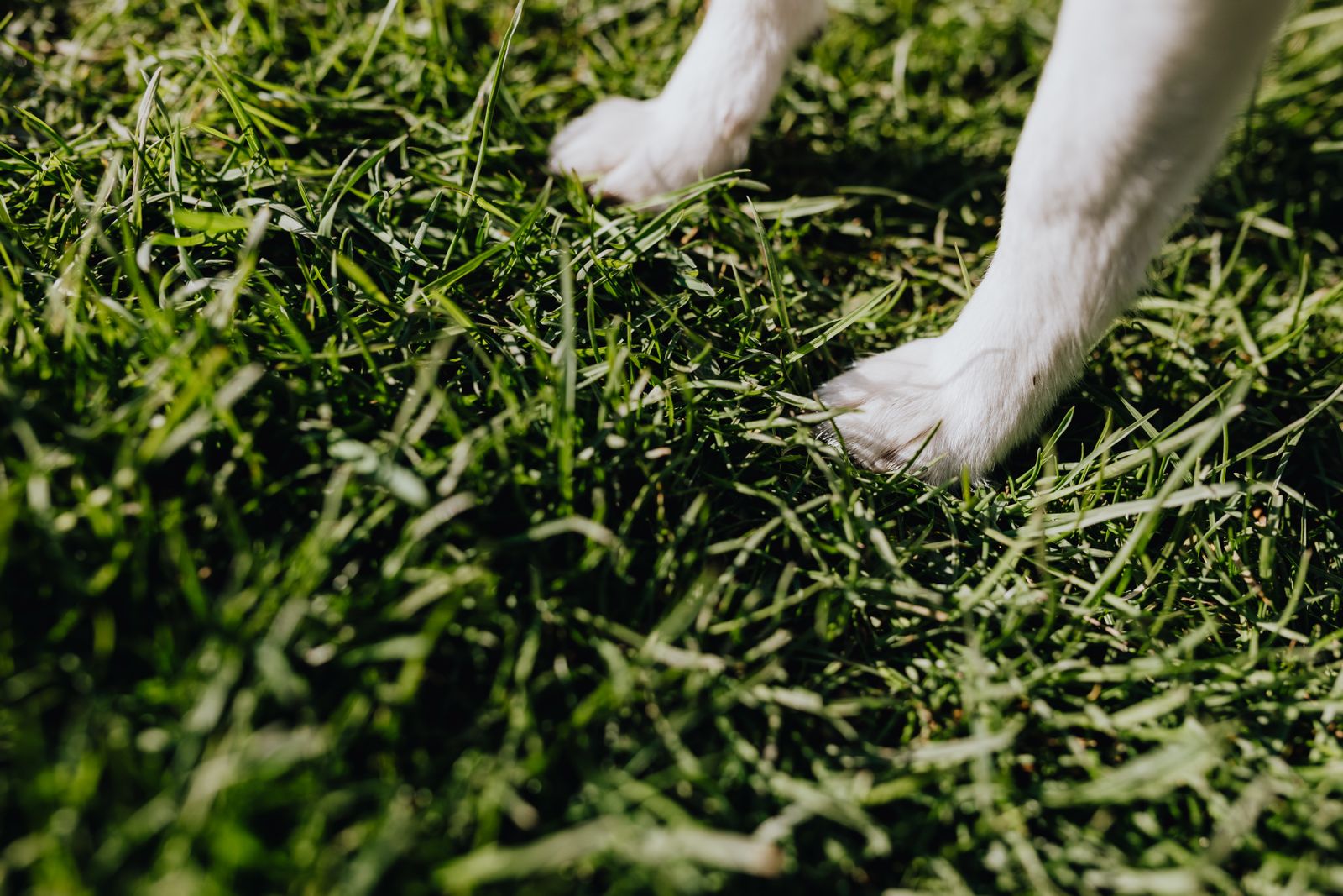 Close-up of a dog paws standing in green grass where grass seeds can lodge between the toes