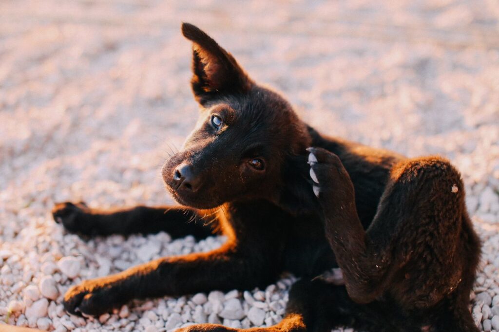 Puppy scratching its ear, a common sign of seasonal allergies in dogs