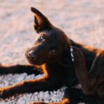 Puppy scratching its ear, a common sign of seasonal allergies in dogs