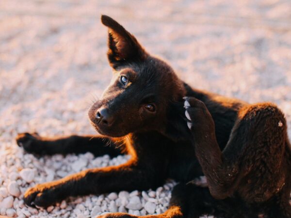 Puppy scratching its ear, a common sign of seasonal allergies in dogs