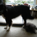 Dog being brushed to remove loose winter undercoat during the Australian spring moult