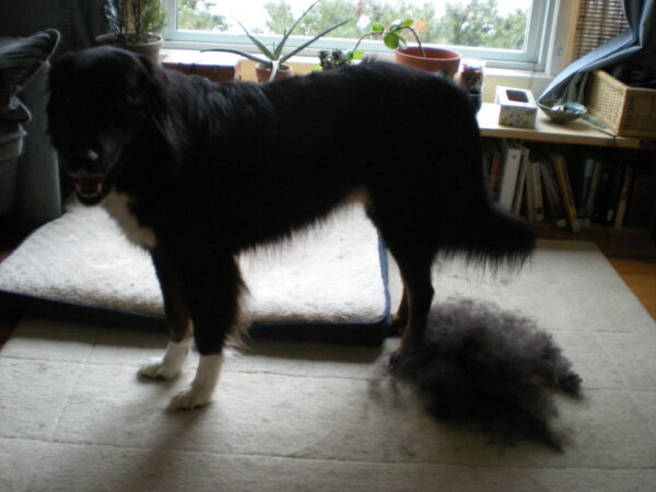 Dog being brushed to remove loose winter undercoat during the Australian spring moult