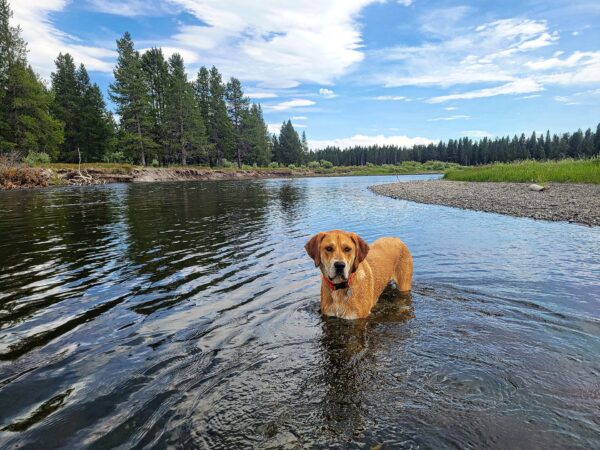 A dog swimming in a river, illustrating the water-safety risk of blue-green algae blooms for Australian dogs