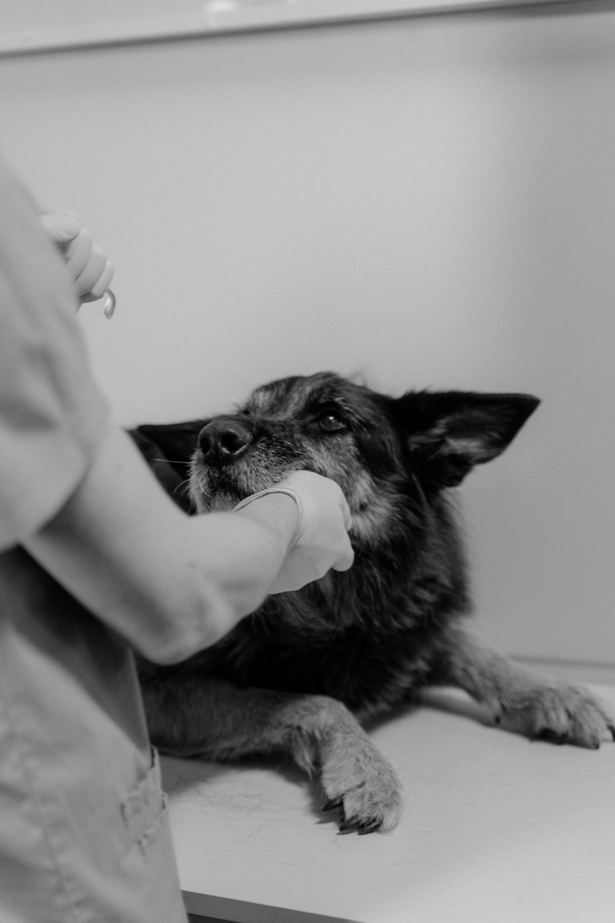 Veterinarian examining a German Shepherd on a clinic table during a check-up for tick-borne disease