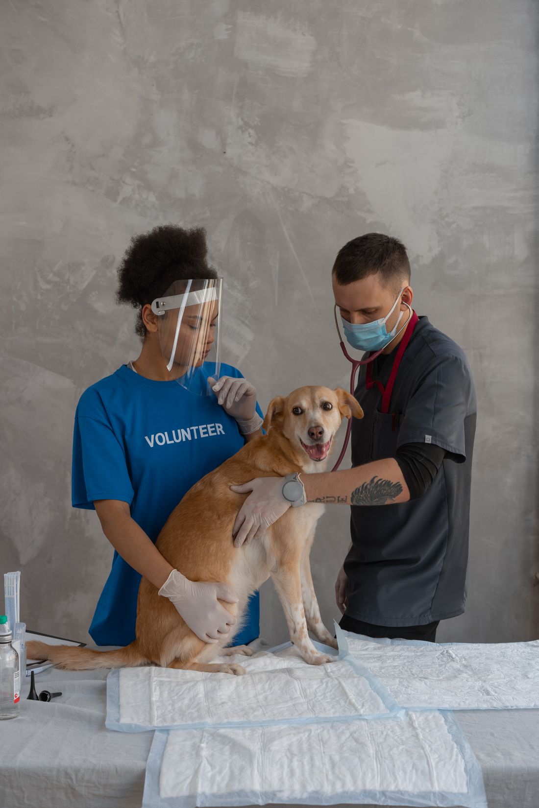 Veterinarian examining a dog during a clinic check-up before starting heartworm prevention