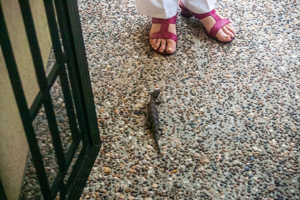 Eastern blue-tongue lizard basking on pavers beside an Australian house in spring