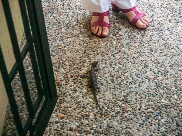 Eastern blue-tongue lizard basking on pavers beside an Australian house in spring