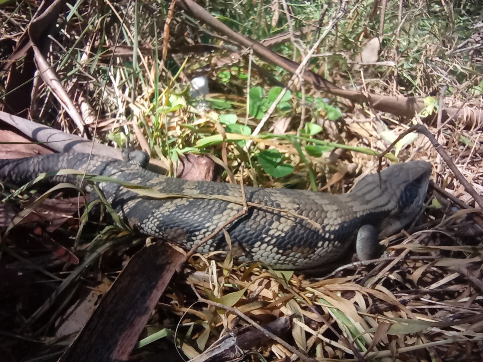 Eastern blue-tongue lizard showing its blue tongue in a Sydney garden