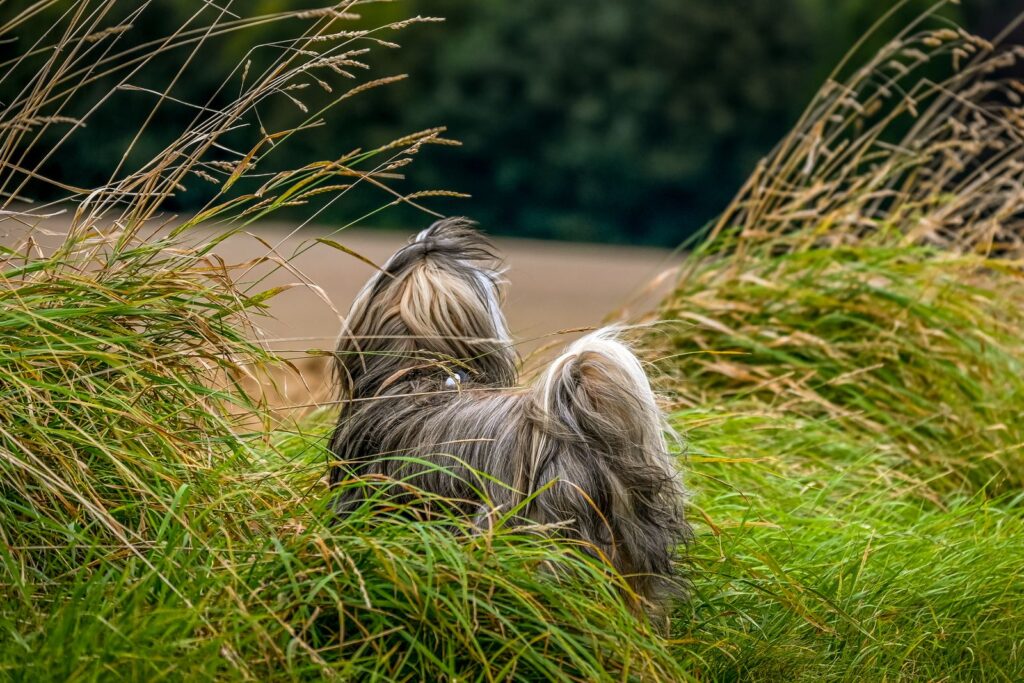 Long-haired dog standing in tall grass in Australia, the kind of habitat where brown dog ticks that carry ehrlichiosis can be found