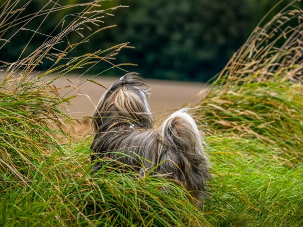Long-haired dog standing in tall grass in Australia, the kind of habitat where brown dog ticks that carry ehrlichiosis can be found