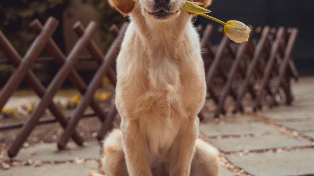 Golden retriever - paralysis tick season protection