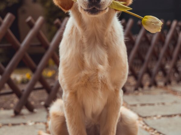 Golden retriever - paralysis tick season protection