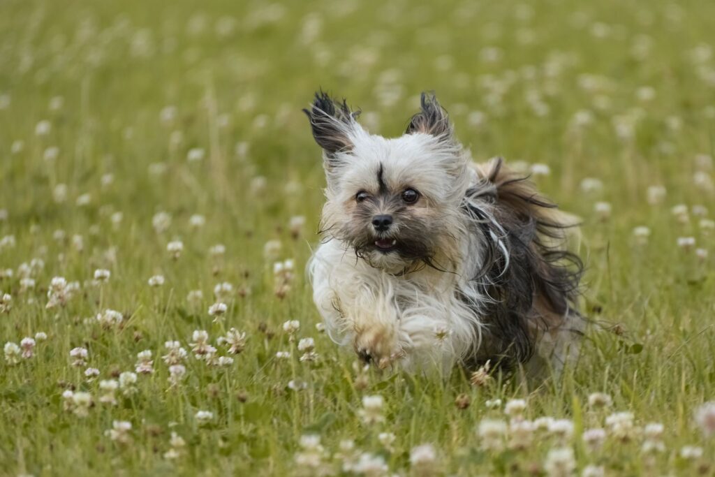 Small long-haired dog running through long grass and clover in an Australian meadow