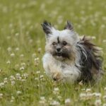 Small long-haired dog running through long grass and clover in an Australian meadow