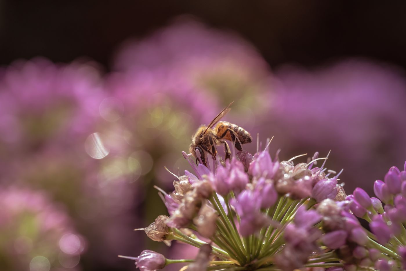 Honey bee feeding on a purple flower, a common springtime sting risk for curious dogs in Australia