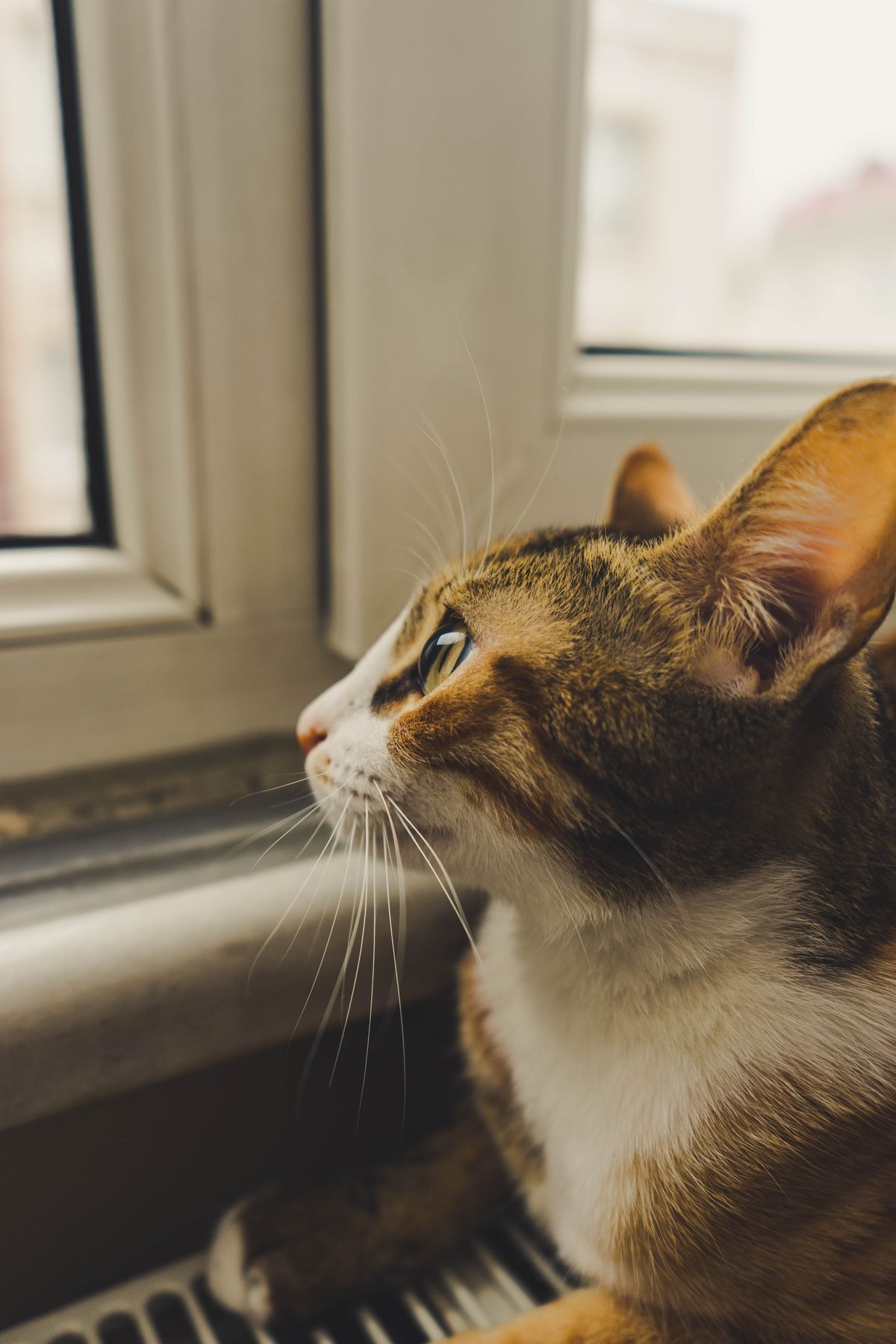 Indoor cat watching birds through a closed window at home