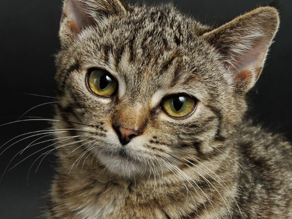 Alert brown tabby cat with bright eyes looking at the camera