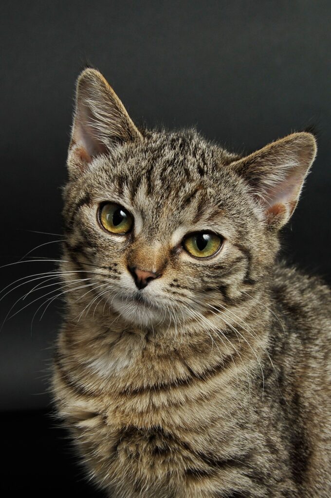 Alert brown tabby cat with bright eyes looking at the camera