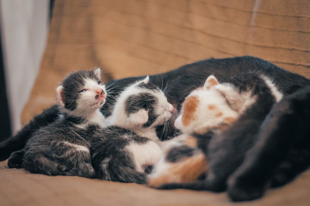 Litter of newborn kittens cuddling together during kitten season in Australia