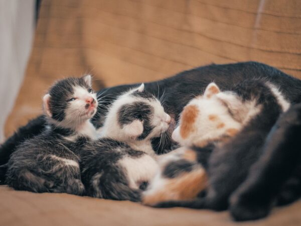 Litter of newborn kittens cuddling together during kitten season in Australia
