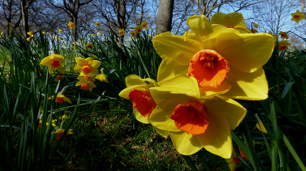Daffodil spring bulbs growing in a garden bed, which are toxic to dogs and cats if eaten