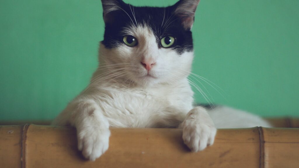 Cat portrait - dental care guide for dogs and cats