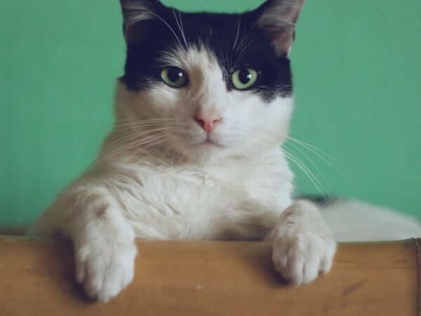 Cat portrait - dental care guide for dogs and cats