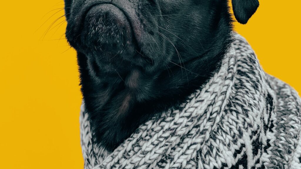 A lonely but calm dog waiting at home while its owner is away