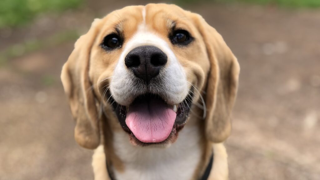 Happy dog running back to its owner during a recall training session in an Australian park