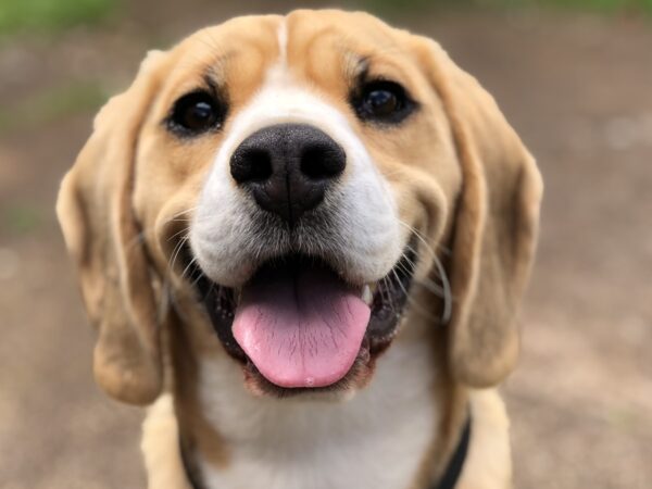 Happy dog running back to its owner during a recall training session in an Australian park