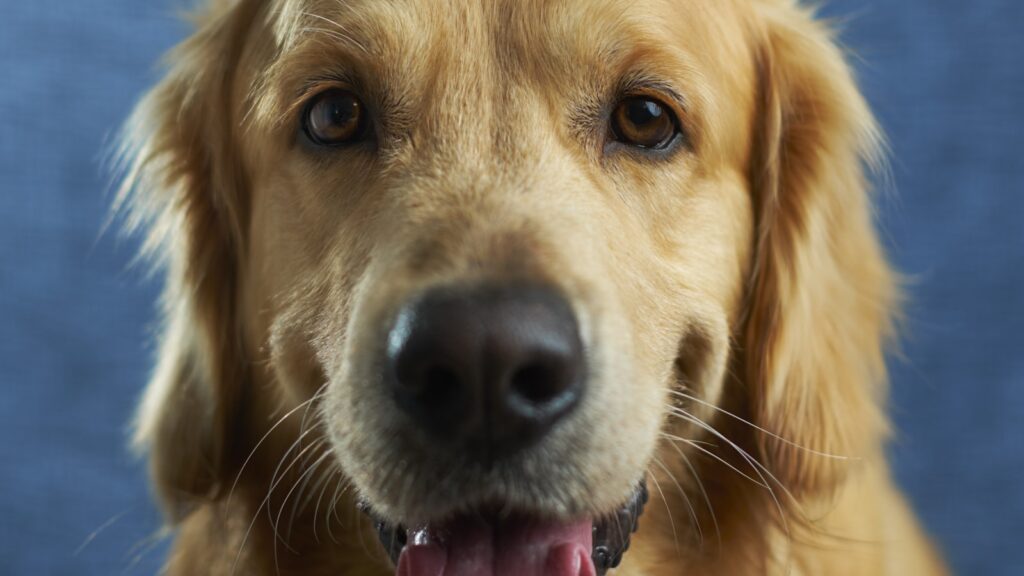 Happy dog with healthy teeth getting dental care at home in Australia