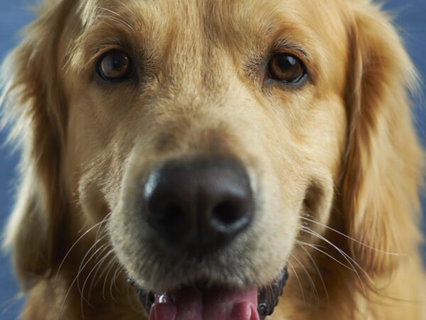 Happy dog with healthy teeth getting dental care at home in Australia