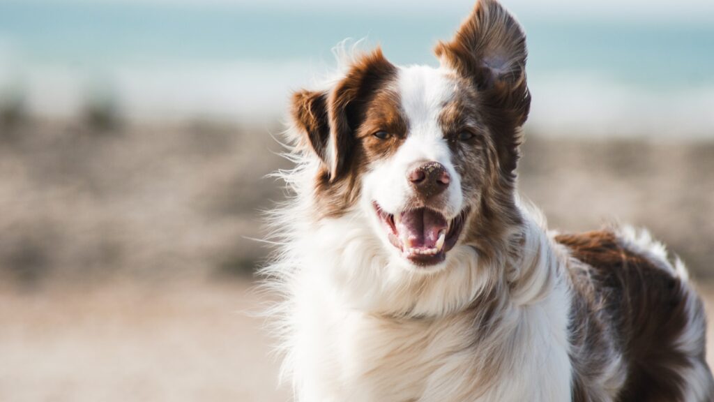 Happy dog in a sunny Australian backyard near its food bowl